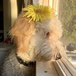 Layla  - Goldendoodle