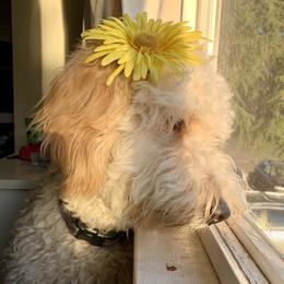 Layla  - Goldendoodle