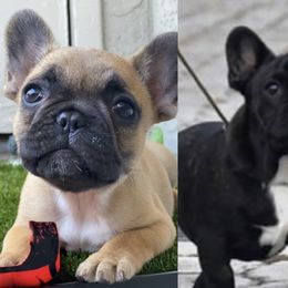 French Bulldog puppies from Divine French Bulldogs