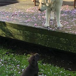 Labrador Retrievers from Willcare