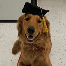 Golden Retrievers from Journey Bound Goldens