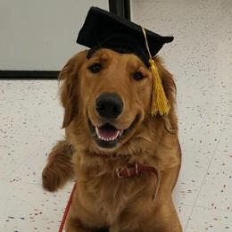 Golden Retrievers from Journey Bound Goldens