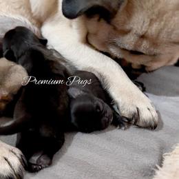 Billy - Black male Pug puppy in Shady Hills, Florida from Premium Pugs