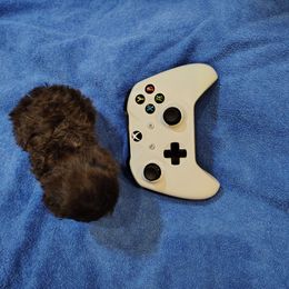 Shadow - Black male Poodle puppy in Mapleton, Utah from Caboodles Of Poodles