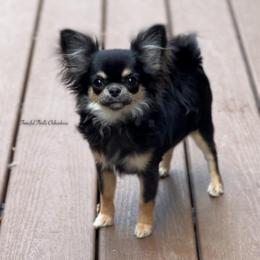 Bambi - Black and tan female Chihuahua puppy in Michigan from Fanciful Thrills Kennel