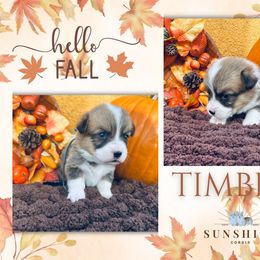 Timber - Red male Pembroke Welsh Corgi puppy in Mannington, West Virginia from Sunshine Corgies