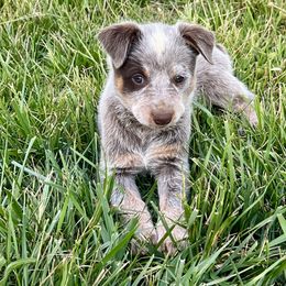 Australian Cattle Dog Puppies from Southern Charm Heelers