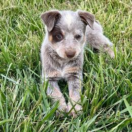 Australian Cattle Dog Puppies from Southern Charm Heelers