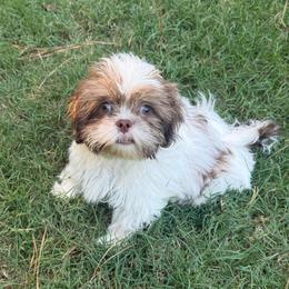 Lucas - Liver and white male Shih Tzu puppy in Covington, Georgia from Top Hats 2  Shih Tzu’s