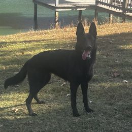 Luna - German Shepherd