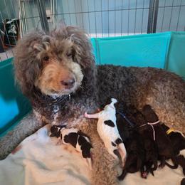 Bernedoodle puppies from Simply Amazing Doodles