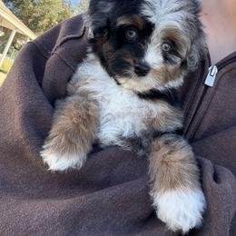 Assorted Doodle Crosses, Aussiedoodle, and Australian Shepherd Puppies from Junipersdoodles