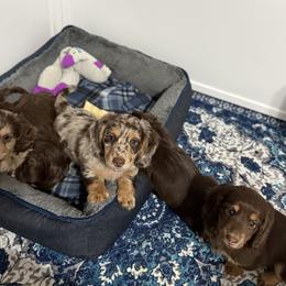 Dachshund Puppies from Thomas Dachshunds