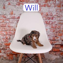 Will - Blue merle male Bernedoodle puppy in Calhoun, Georgia from Happy Top Doodles
