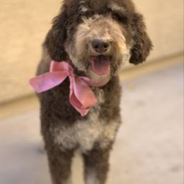 Jolene - Bernedoodle