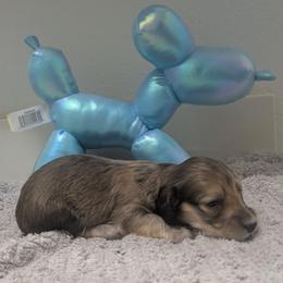 3 Timber - Cream female Dachshund puppy in Central Point, Oregon from MRS Long Dog Ranch