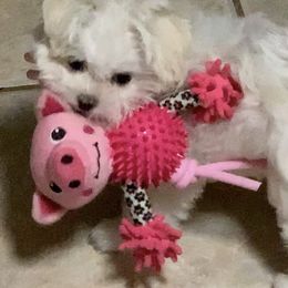 Maltese Puppies from Hummingbird Fields