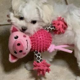 Maltese Puppies from Hummingbird Fields