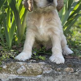 Cocker Spaniel Puppies from Brooks House Cocker Spaniels