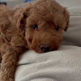 Red - Red  male Poodle puppy in Salem, Oregon from Oregon Poodle Oodle Doodles