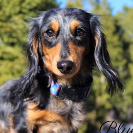 Goliath - Dachshund