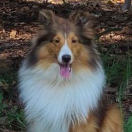 Dallas - Shetland Sheepdog
