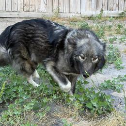 Gypsy - Agouti and white female Siberian Husky puppy in Warrenville, South Carolina from StormVale Siberian Huskies