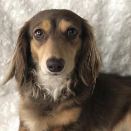 Stanley - Dachshund