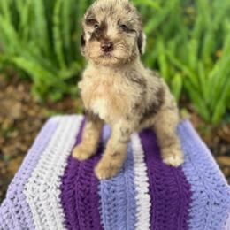 Coral - Merle female Goldendoodle puppy in Atlantic Beach, Florida from Glamorous Golden Doodles