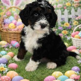 Green boy - Tri-color male Bernedoodle puppy in O'fallon, Missouri from Rockin R Doodles