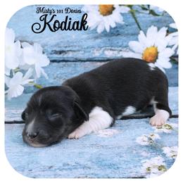 KODIAK - AKC Registered - Black and tan male Dachshund puppy in Graceville, Florida from Misty's 101 Doxies