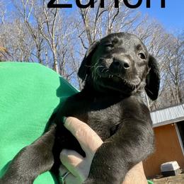 Zurich - Black male Labrador Retriever puppy in Mineral, Virginia from Canine Assist