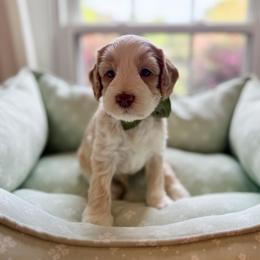 Clover - Caramel male Australian Labradoodle puppy in Summerfield, North Carolina from Four Oaks Labradoodles
