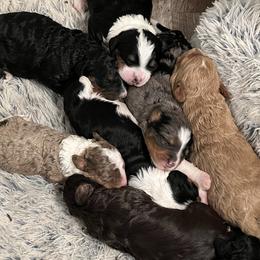 Bernedoodle Puppies from Bernied00dle Love