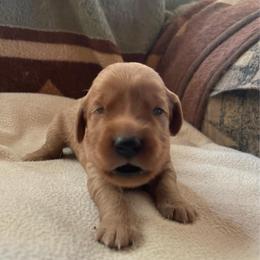 Willow - Golden female Golden Retriever puppy in Wellington, Colorado from High Country Golden Retrievers