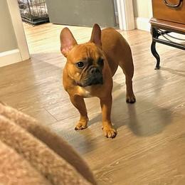 French Bulldogs from Poole Bulldogs