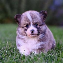 Wampus - Fawn male Pembroke Welsh Corgi puppy in Mona, Utah from Sorensen Corgis