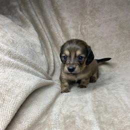 Jaeger - Red male Dachshund puppy in Richmond, Virginia from Paw Prints