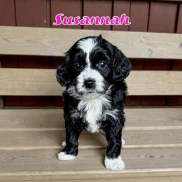 Susannah - female Golden Mountain Doodle puppy in Banner Elk, North Carolina from Walnut Tree Bernedoodles