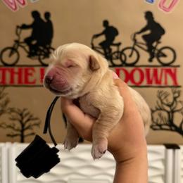 Eddie - Golden male Golden Retriever puppy in Duncan, South Carolina from Glimmer Goldens