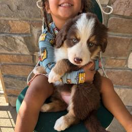 Gillian - female Australian Mountain Doodle puppy in Savannah, Missouri from Rose Creek Mini Aussies and doodles