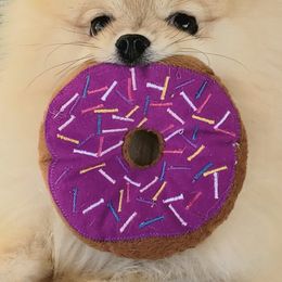Pomeranians from Shining Star Pomeranians
