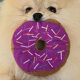 Pomeranians from Shining Star Pomeranians