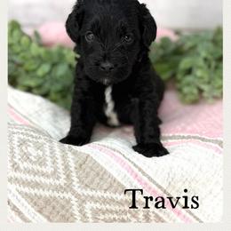 Travis - Black male Australian Labradoodle puppy in Gladstone, Oregon from Beaver State Labradoodles