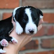 Boy 4 - male Bordoodle puppy in Indianapolis, Indiana from Indiana Bordoodles