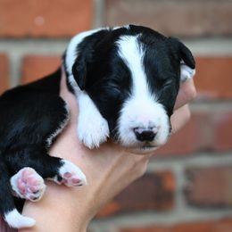 Boy 4 - male Bordoodle puppy in Indianapolis, Indiana from Indiana Bordoodles