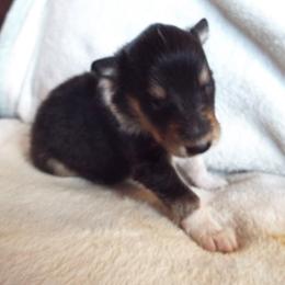 Tristan - Black white and tan male Collie puppy in New Mexico from Red Canyon