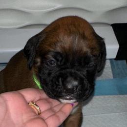 Green collar boy - Brindle male Boxer puppy in Fall River, Massachusetts from DaCosta’s Boxers
