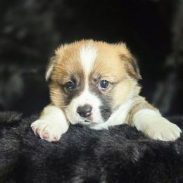 Boy 1 - Red male Pembroke Welsh Corgi puppy in Gig Harbor, Washington from Pacific Northwest Pembroke Welsh Corgis