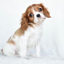 Timmy - Blenheim male Cavalier King Charles Spaniel puppy in Lawton, Oklahoma from Lindsey’s Cavies